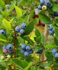 Top Hat Blueberry Bush Live Plant, 2 Pack, 5-10 Inches Tall, 4 Inch Pot - Image 5