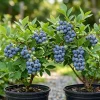 Top Hat Blueberry Bush Live Plant, 2 Pack, 5-10 Inches Tall, 4 Inch Pot - Image 1