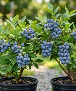 Top Hat Blueberry Bush Live Plant, 2 Pack, 5-10 Inches Tall, 4 Inch Pot - Image 1