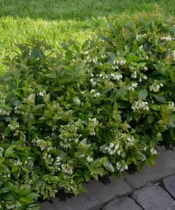 Top Hat Blueberry Bush Live Plant, 2 Pack, 5-10 Inches Tall, 4 Inch Pot - Image 6