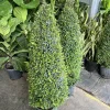 Topiary Cone Form 3 Gallon - Garden Decor & Plant Support - Image 1