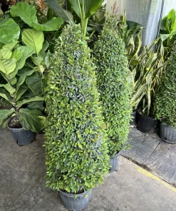 Topiary Cone Form 3 Gallon - Garden Decor & Plant Support - Image 1
