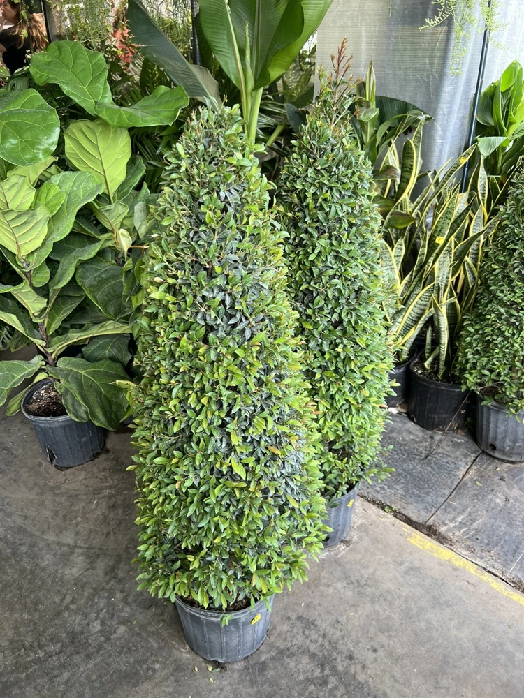 Topiary Cone Form 3 Gallon - Garden Decor & Plant Support - Image 1