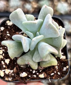 Topsy Turvy Echeveria Live Succulent Plant - 2 inch Pot - Indoor/Outdoor - Image 2