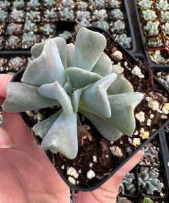 Topsy Turvy Echeveria Live Succulent Plant - 2 inch Pot - Indoor/Outdoor - Image 3