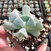 Topsy Turvy Echeveria Live Succulent Plant - 2 inch Pot - Indoor/Outdoor - Image 1