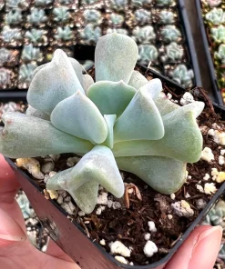 Topsy Turvy Echeveria Live Succulent Plant - 2 inch Pot - Indoor/Outdoor - Image 1