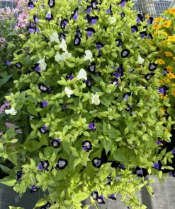Torenia Kauai Deep Blue Live Plant - Vibrant Blue Flowers for Gardens - Image 2