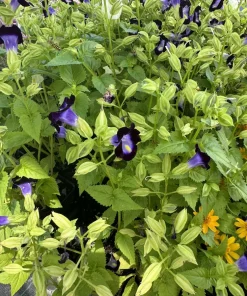 Torenia Kauai Deep Blue Live Plant - Vibrant Blue Flowers for Gardens - Image 3