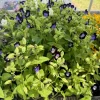 Torenia Kauai Deep Blue Live Plant - Vibrant Blue Flowers for Gardens - Image 1