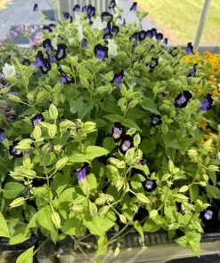 Torenia Kauai Deep Blue Live Plant - Vibrant Blue Flowers for Gardens - Image 1