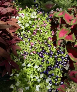 Torenia Kauai Mix Live Plant - Vibrant Flower Mix for Gardens - Image 1