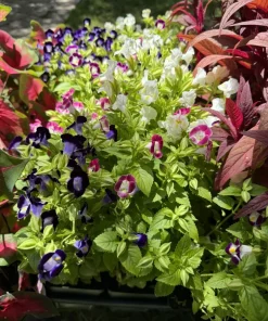Torenia Kauai Mix Live Plant - Vibrant Flower Mix for Gardens - Image 3