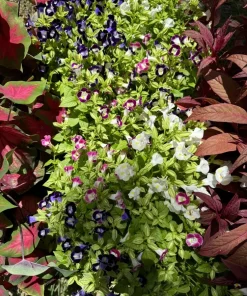 Torenia 'Kauai Mix' Live Plant - Wishbone Flower for Gardens & Containers - Image 2