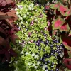 Torenia 'Kauai Mix' Live Plant - Wishbone Flower for Gardens & Containers - Image 1