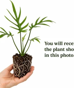 Tortum Philodendron Live Plant – 4-8 Inch Tall Houseplant for Indoor Growing - Image 2