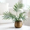 Tortum Philodendron Live Plant – 4-8 Inch Tall Houseplant for Indoor Growing - Image 1