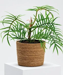 Tortum Philodendron Live Plant – 4-8 Inch Tall Houseplant for Indoor Growing - Image 6