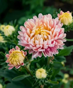 Tower Chamois Aster Seeds - 50 Untreated Seeds for Creamy Blooms - Image 1