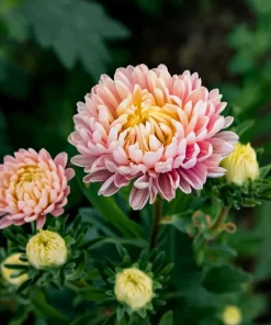 Tower Chamois Aster Seeds - 50 Untreated Seeds for Creamy Blooms - Image 2