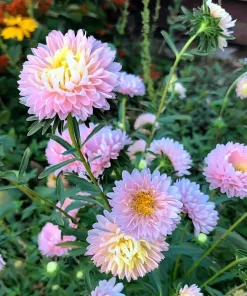Tower Chamois Aster Seeds - 50 Untreated Seeds for Creamy Blooms - Image 3