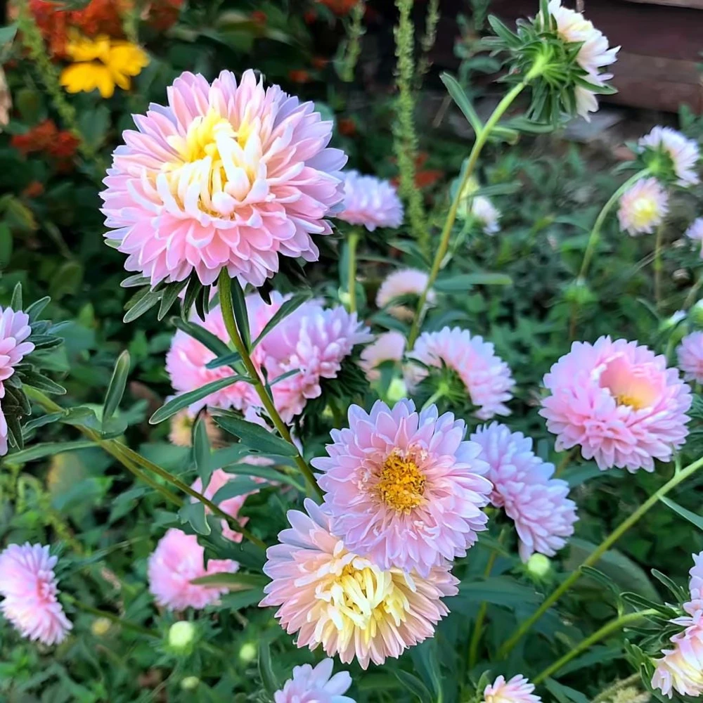 Tower Chamois Aster Seeds - 50 Untreated Seeds for Creamy Blooms - Image 3