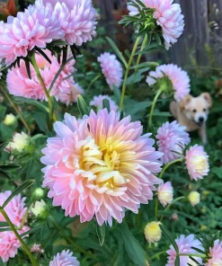 Tower Chamois Aster Seeds - 50 Untreated Seeds for Creamy Blooms - Image 4
