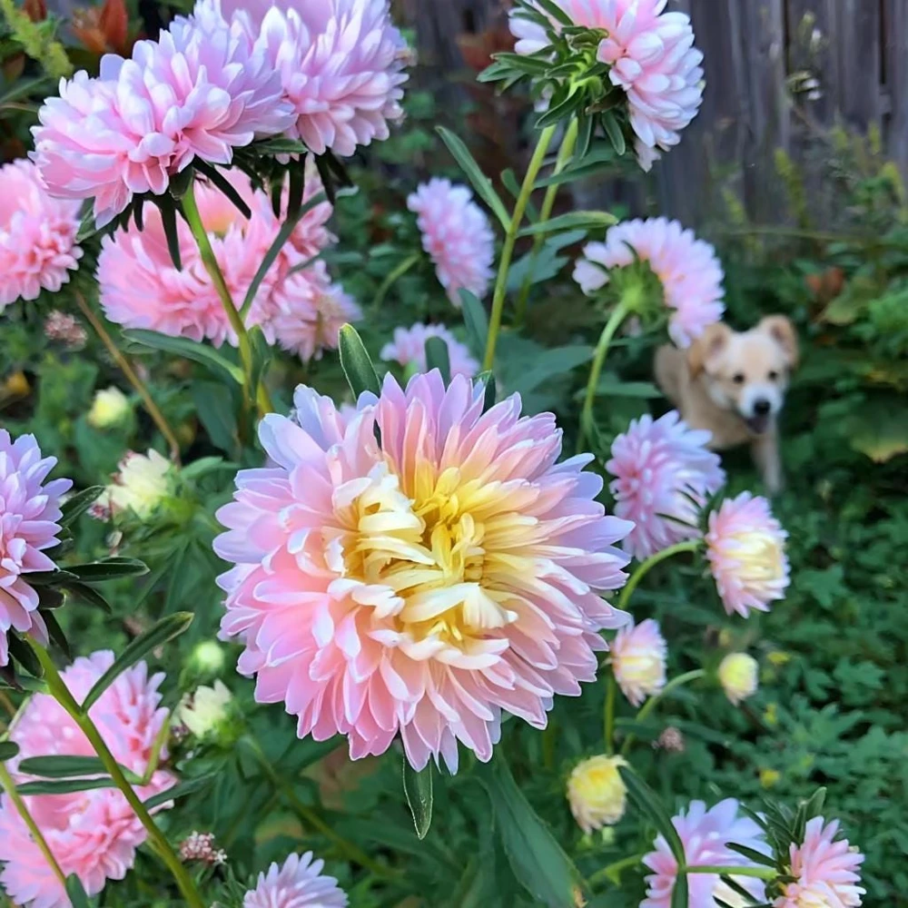 Tower Chamois Aster Seeds - 50 Untreated Seeds for Creamy Blooms - Image 4