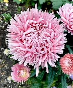 Tower Chamois Aster Seeds - 50 Untreated Seeds for Creamy Blooms - Image 5