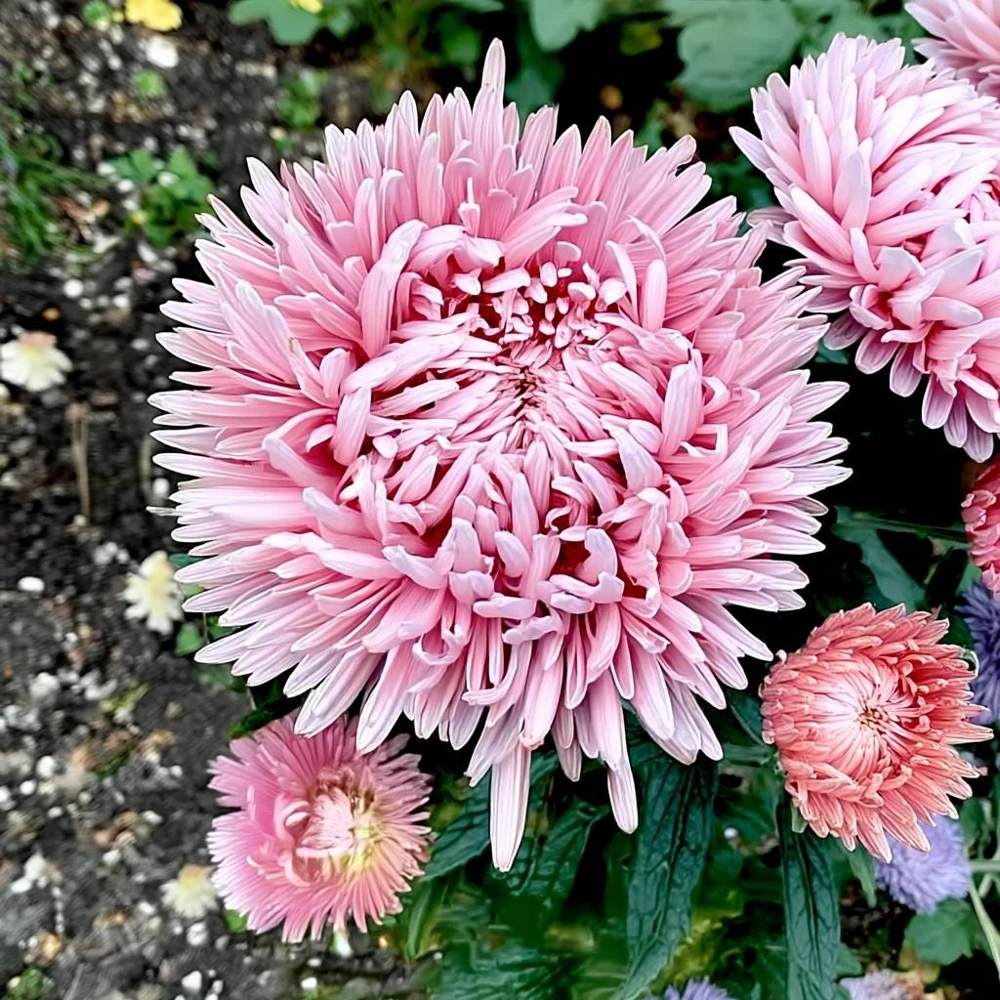 Tower Chamois Aster Seeds - 50 Untreated Seeds for Creamy Blooms - Image 5