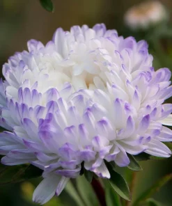 Tower Silver Aster Seeds - 50 Peony-Type Frosted White & Lavender Flower Seeds - Image 2