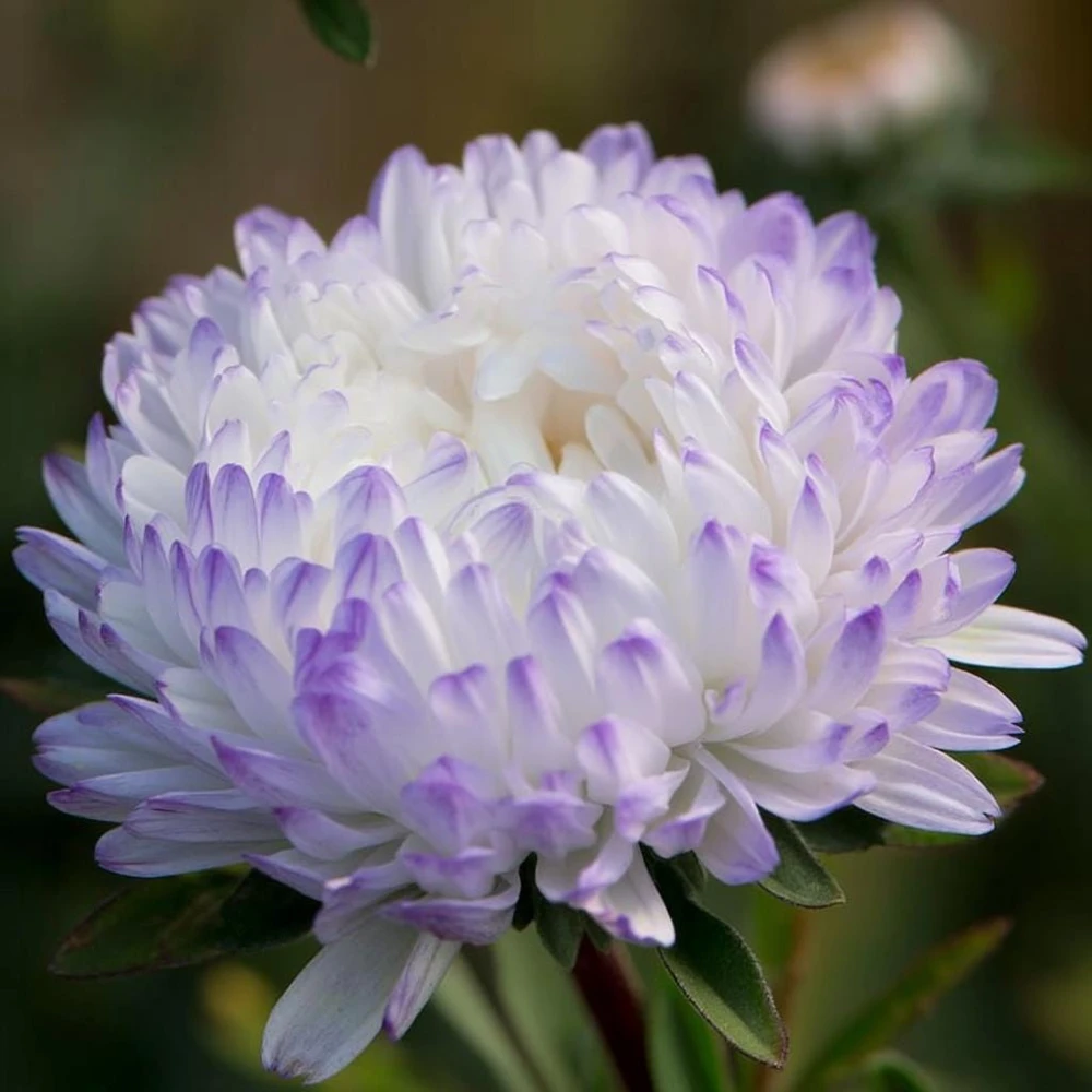 Tower Silver Aster Seeds - 50 Peony-Type Frosted White & Lavender Flower Seeds - Image 2