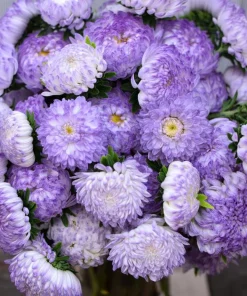 Tower Silver Aster Seeds - 50 Peony-Type Frosted White & Lavender Flower Seeds - Image 3