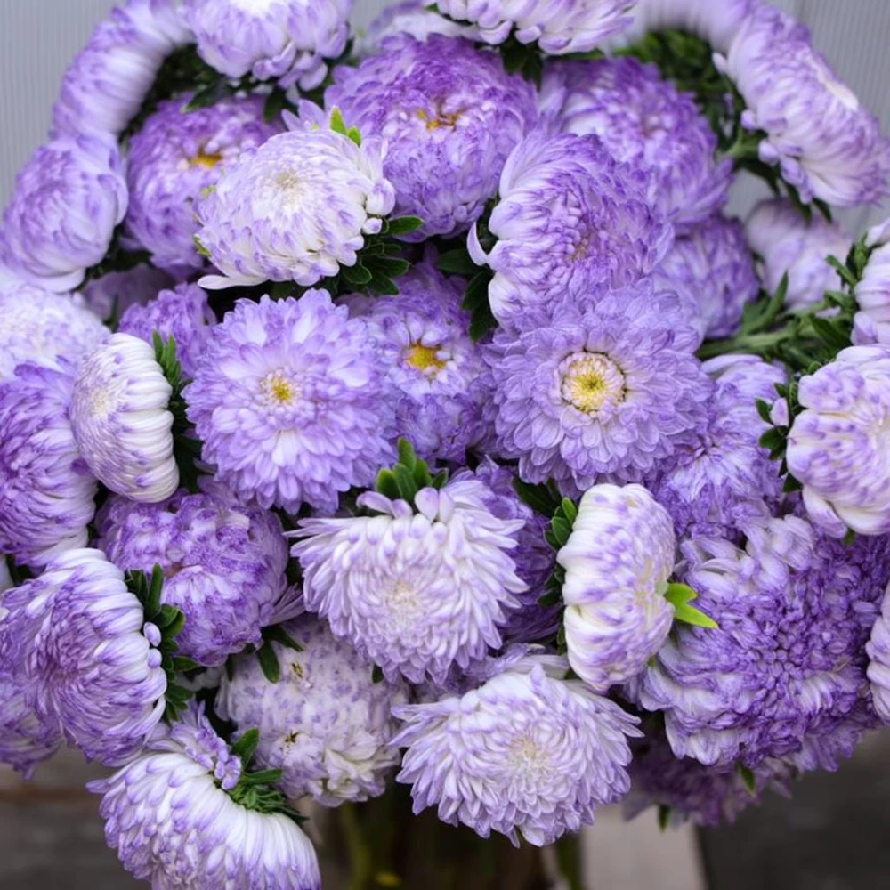 Tower Silver Aster Seeds - 50 Peony-Type Frosted White & Lavender Flower Seeds - Image 3