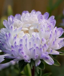 Tower Silver Aster Seeds - 50 Peony-Type Frosted White & Lavender Flower Seeds - Image 4