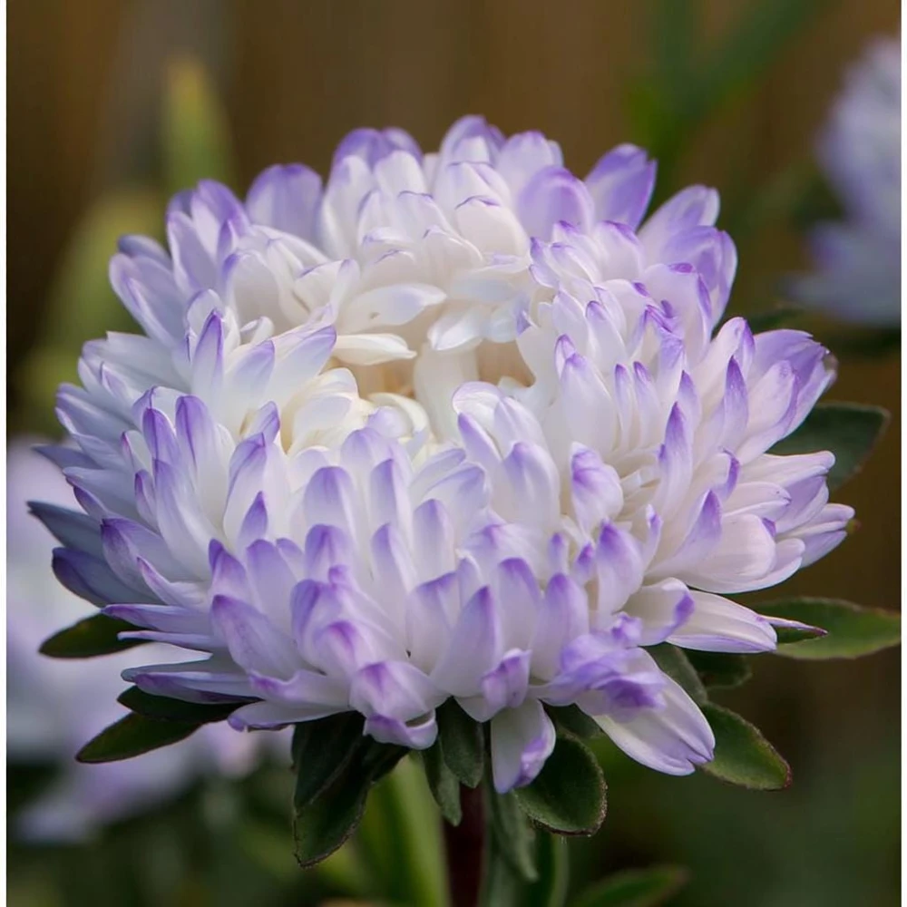 Tower Silver Aster Seeds - 50 Peony-Type Frosted White & Lavender Flower Seeds - Image 4