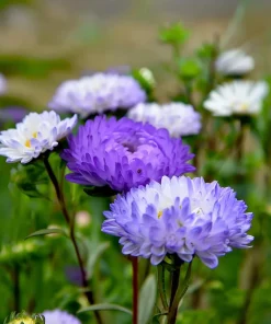 Tower Silver Aster Seeds - 50 Peony-Type Frosted White & Lavender Flower Seeds - Image 5