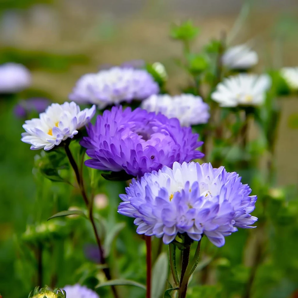 Tower Silver Aster Seeds - 50 Peony-Type Frosted White & Lavender Flower Seeds - Image 5