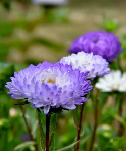 Tower Silver Aster Seeds - 50 Peony-Type Frosted White & Lavender Flower Seeds - Image 6