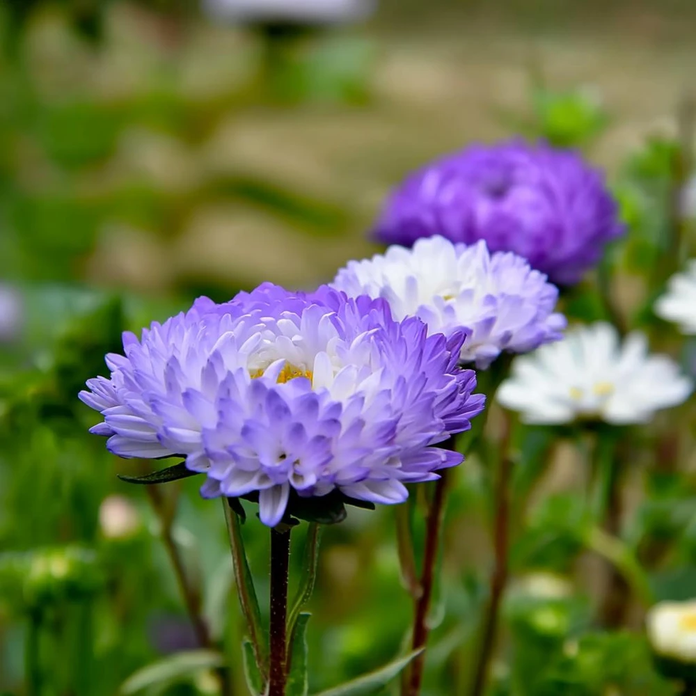 Tower Silver Aster Seeds - 50 Peony-Type Frosted White & Lavender Flower Seeds - Image 6