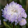 Tower Silver Aster Seeds - 50 Peony-Type Frosted White & Lavender Flower Seeds - Image 1