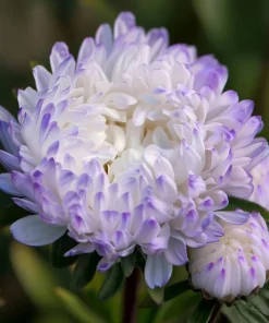 Tower Silver Aster Seeds - 50 Peony-Type Frosted White & Lavender Flower Seeds - Image 1