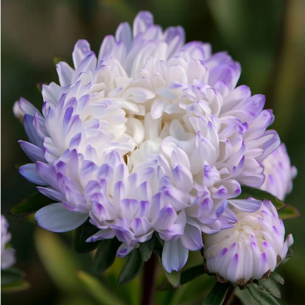 Tower Silver Aster Seeds - 50 Peony-Type Frosted White & Lavender Flower Seeds - Image 1