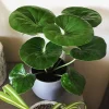 Tractor Seat Plant Farfugium Japonicum Gigantea Live Plant - Unique Foliage - Image 1