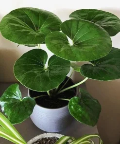 Tractor Seat Plant Live - Farfugium japonicum 'Gigantea' Shade Perennial - Image 1