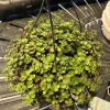 Tradescantia Callisia Plant - Live Indoor Houseplant for Home Decor - Image 1