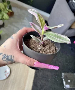 Tradescantia Live Plant - Purple Trailing Indoor Houseplant, Potted - Image 2