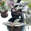 Tradescantia Live Plant - Purple Trailing Indoor Houseplant, Potted - Image 1