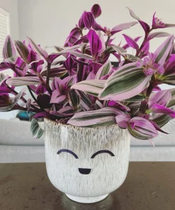 Tradescantia Nanouk Live Plant - Colorful Potted Houseplant with Ceramic Pot - Image 1