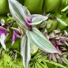 Tradescantia Nanouk Live Plant - Pink Purple Trailing Indoor Houseplant - Image 1